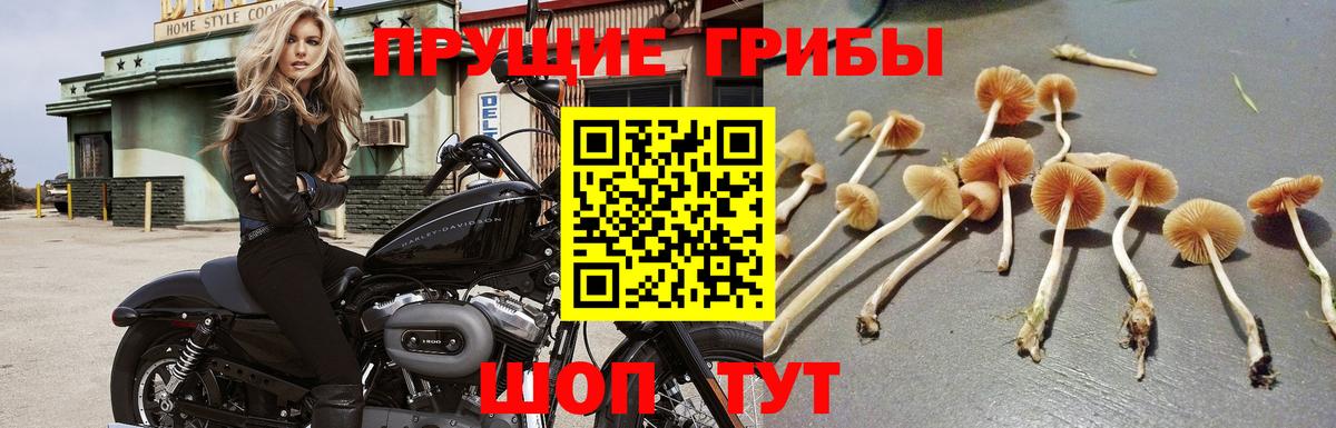 Асино  даркнет сайт  Вход с VPN  Галлюциногенные грибы Psilocybe  Галлюциногенные грибы MAGIC MUSHROOMS 